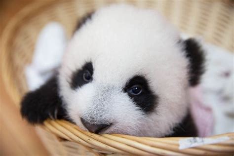 Giant Panda Zhi Hua Dian Dian At Bifengxia Baby Panda Pictures