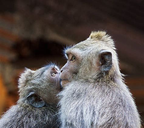 100 Monkey Ape Kissing Animal Stock Photos Pictures And Royalty Free