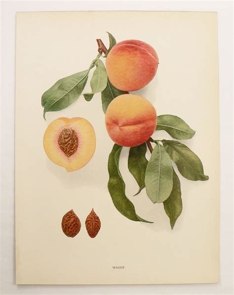 Two Peaches And Leaves On A White Background