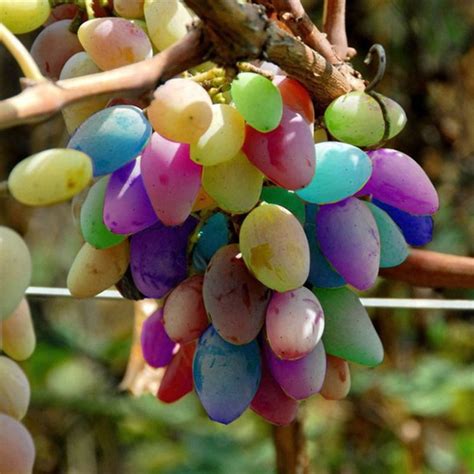50pcspack Grape Seeds Rainbow Colorful Garden Fruit Plants Sweet Kyoho