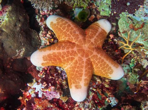 Types Of Starfish To Know American Oceans