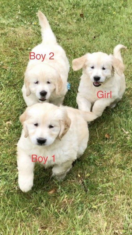 Why buy a golden retriever puppy for sale if you can adopt and save a life? KC Golden Retriever Puppies