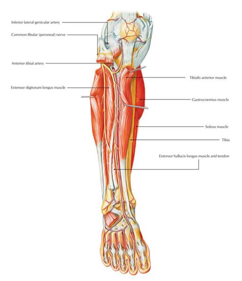 Anterior Tibial Artery Earths Lab