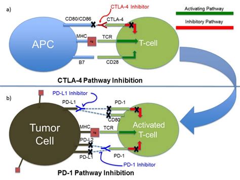 Combination Therapy Of Immune Checkpoint Inhibitors To Combat Lung