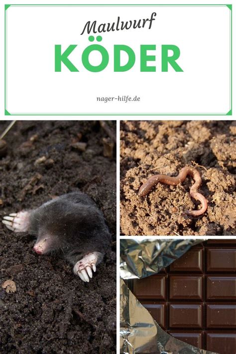 Somit haben sie es immer nur mit einem maulwurf zu tun. Der richtige Köder, um einen Maulwurf erfolgreich zu ...