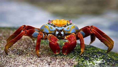Beautiful Crab Ocean Creatures Wildlife Photos Wildlife Animals
