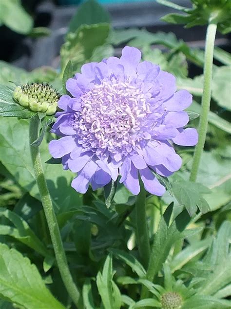 Oderings Garden Centre Perennial Scabiosa Ritz Blue Pincushion Flower