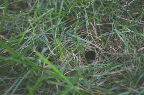 Holes In Your Lawn Naturallist