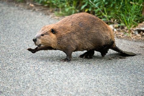 Beaver Walking Neil Sasaki Flickr
