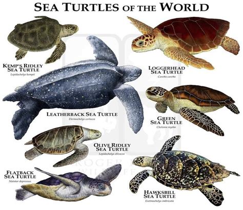Sea Turtles Of The World Poster Print Etsy In 2021 Sea Turtle