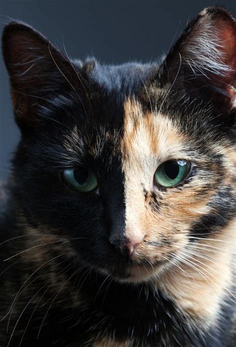 10 Fascinating Facts About Tortoiseshell Cats