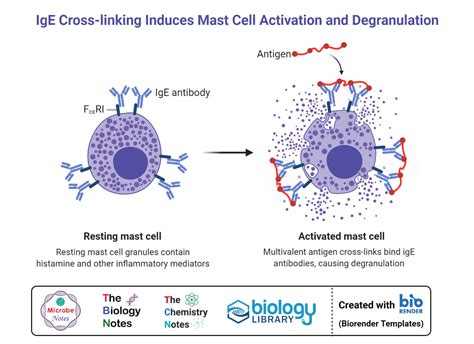 Mast Cells Definition Structure Immunity Types Functions
