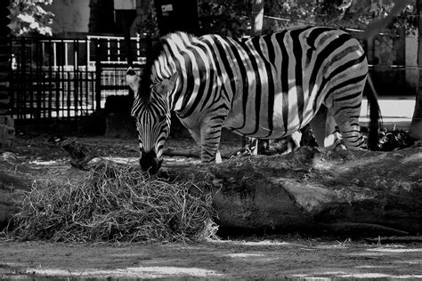 Zebra Antwerpen Zoo Ingvar Sverrisson Flickr