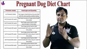  Dog Diet Chart In Hindi Youtube