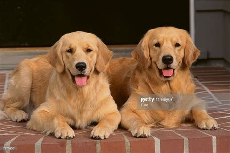 Two Golden Retrievers High Res Stock Photo Getty Images