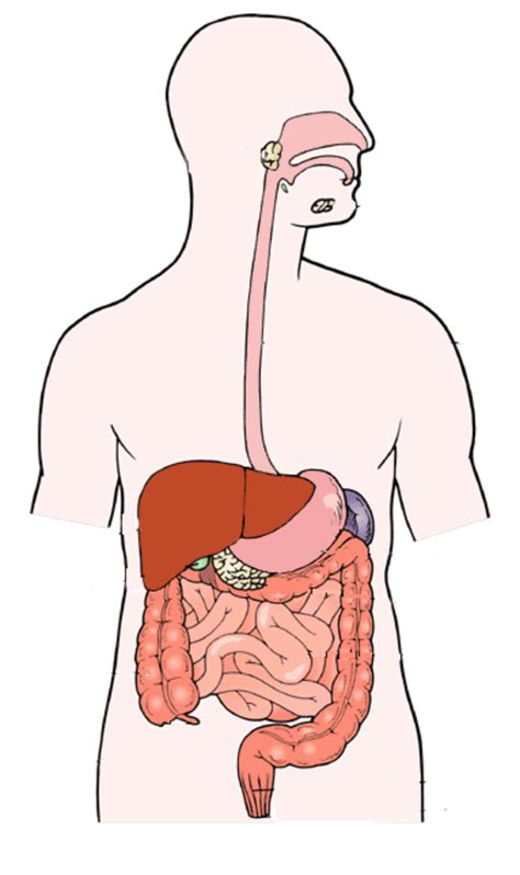Unlabeled Digestive System Diagram Without Labels ~ news word png image
