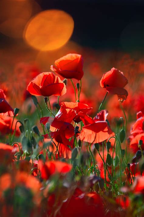 Red Red Poppy Poppy Field Meadow Flower Nature Flower Plant Red