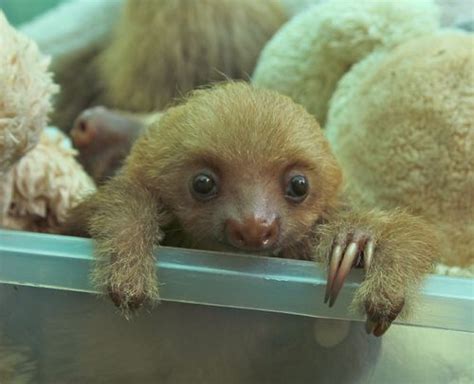 Aviarios Sloth Sanctuary Zooborns