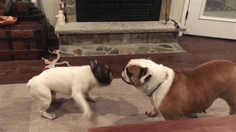 Check out our english bulldog selection for the very best in unique or custom, handmade pieces from our shops. French Bulldog vs English Bulldog - YouTube