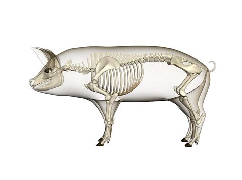 Pig Anatomy Artwork 2 Photograph By Friedrich Saurer Pixels
