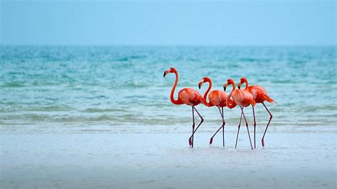 Flamingos On A Beach