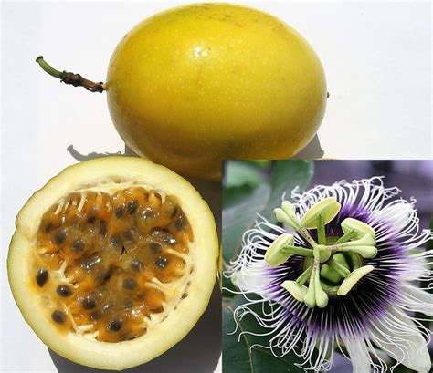 How To Plant Passion Fruit Seeds