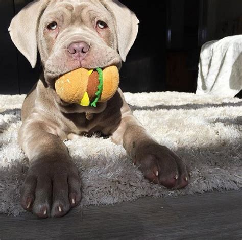 The Cutest Giant Dog Breed Puppies On Instagram