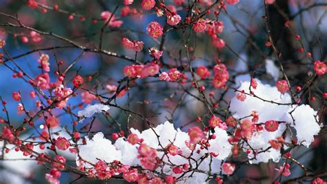 Cherry Blossom Tree With Snow Wallpapers Top Free Cherry Blossom Tree