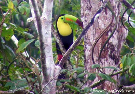 The Keel Billed Toucan Belizes National Bird
