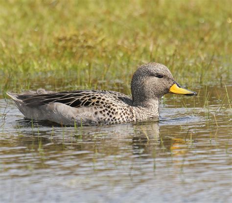Yellow Billed Teal By Lee Johnson Birdguides