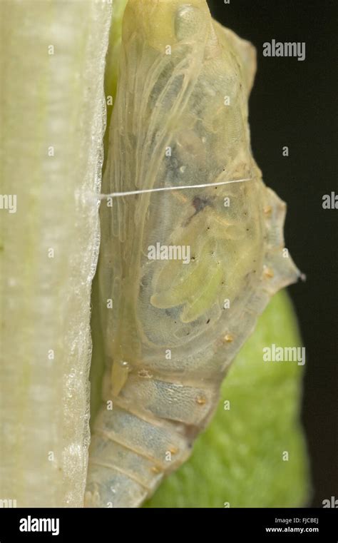 Cabbage White Butterfly Pupa Parasitised By Pteromalus Puparum Wasp