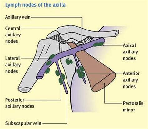 Pictures Of Axillary Lymph Nodes Healthiack