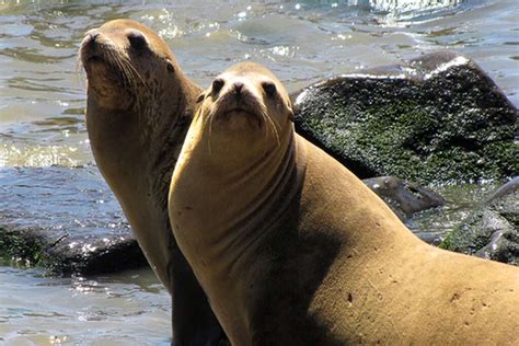 Sea Lions Are Being Shot In The Puget Sound In The Past Few Months