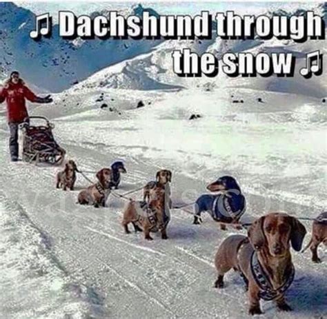 🎶 Dachshund Through The Snow 🎶 Dachshund Funny Dachshund Breed Long