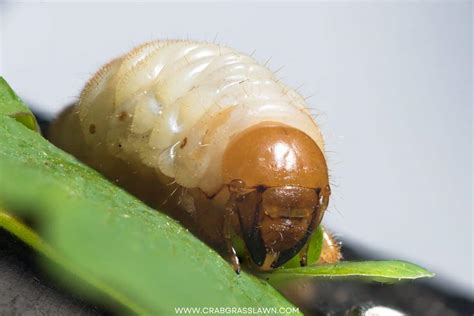 White Grub Life Cycle And Impact On Your Lawn How To Get Rid Of Them
