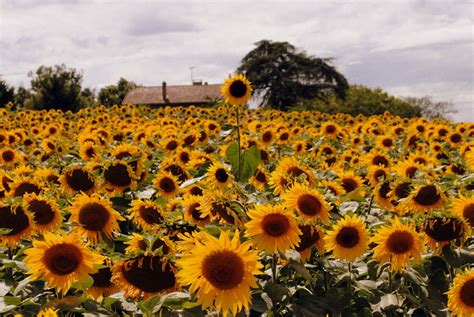 Sunflowers In A Field In Provence Their Heads Move As The Sun Moves
