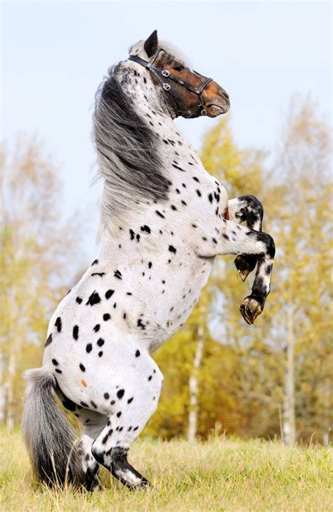 These 10 Rare And Beautiful Horses Are Like Nothing Youve Ever Seen