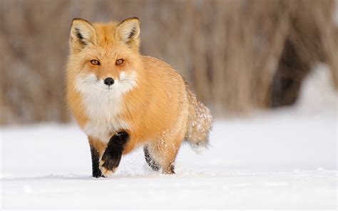 Fox Landscape Animals Snow Wallpapers Hd Desktop And Mobile