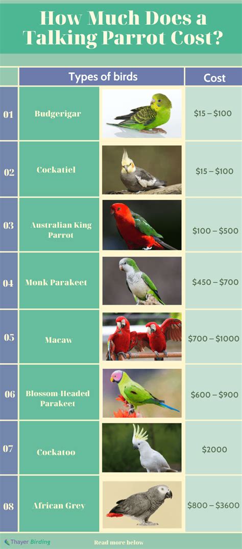 How Much Does A Talking Parrot Cost Updated In 2022 Unianimal