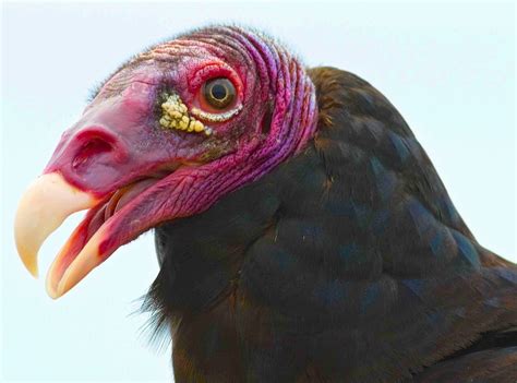 Maybe you would like to learn more about one of these? "WARTS & ALL": THE TURKEY VULTURE IN ALL HIS GLORY ...