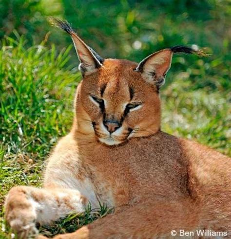 Caracal International Society For Endangered Cats Isec Canada
