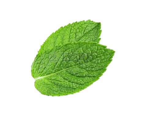 Peppermint PNG images free download, mint PNG