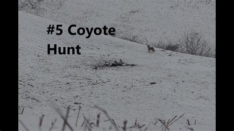 5 Coyote Hunt Youtube
