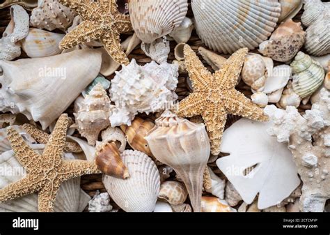 Beautiful Displayed Of Different Shells Including A Starfish And Sand