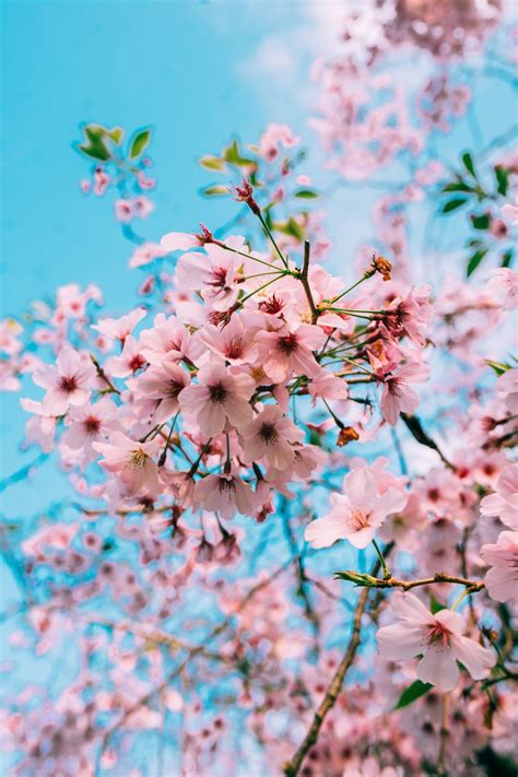 Anime Cherry Blossom Aesthetic Wallpaper