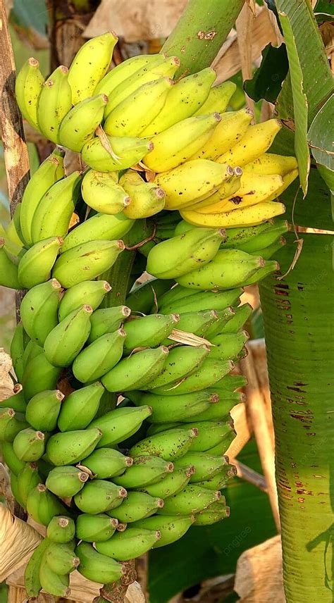 Large Cluster Of Natural Bananas Bananas Bunch Healthy Photo Background
