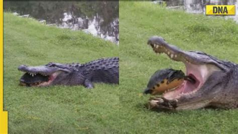 Hungry Alligator Tries To Eat Turtle Video Shows What Happened Next