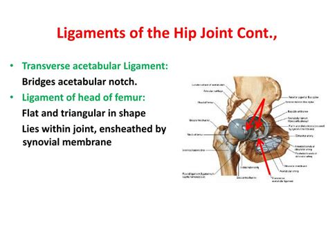 Ppt Hip Joint Powerpoint Presentation Free Download Id1887324