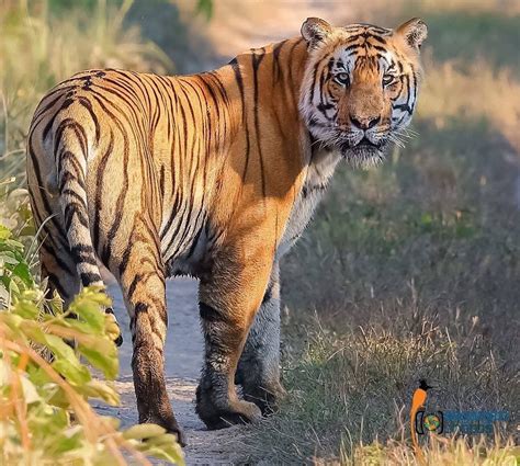 Bengal Tiger Spotted In Nepal Rpics