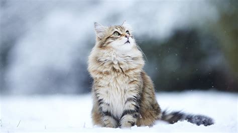 Winter Cat Wallpapers Top Free Winter Cat Backgrounds Wallpaperaccess